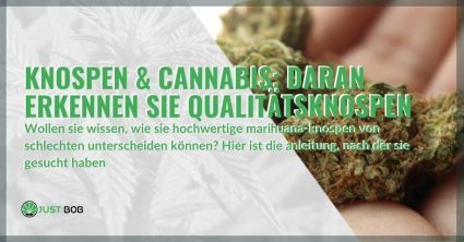 Knospen & Cannabis: Daran erkennen Sie Qualitätsknospen