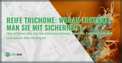 Reife Trichome? Erfahren Sie hier