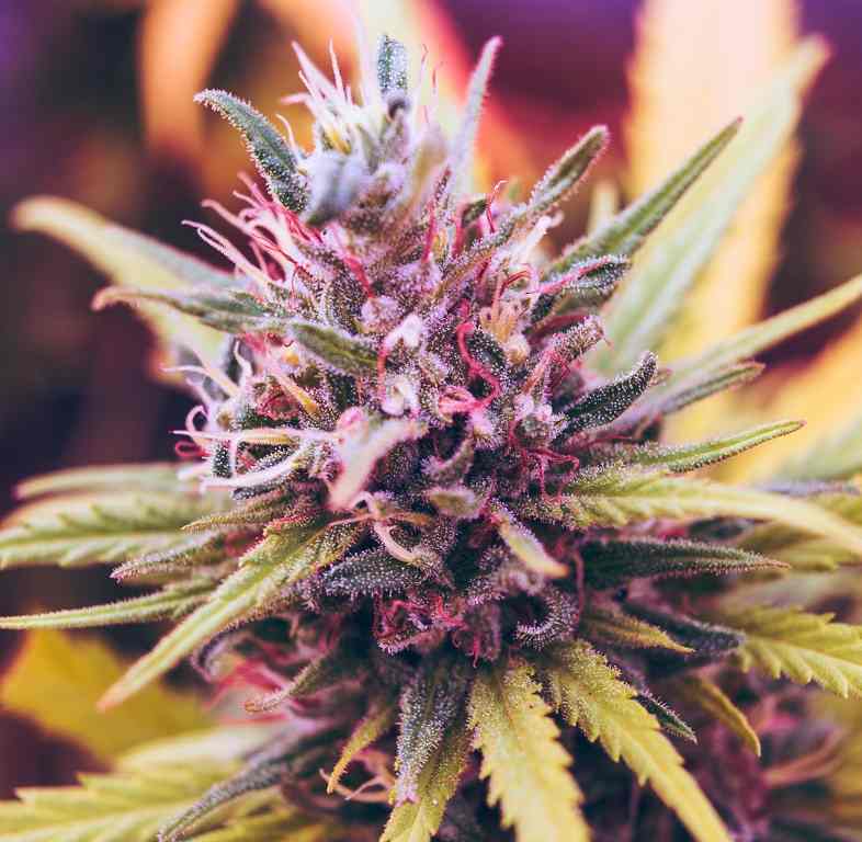 Benefits of legalization