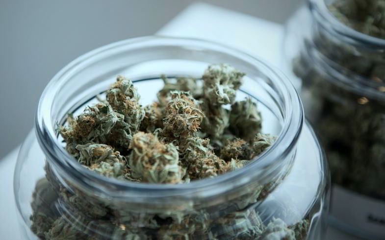 L’importance des études sur le cannabis