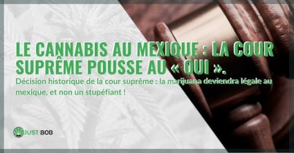 Le cannabis au Mexique : la Cour Suprême pousse au « oui ».