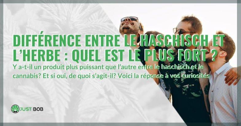 Différence entre le haschisch et l’herbe