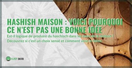 Hashish maison : Voici pourquoi ce n’est pas une bonne idée