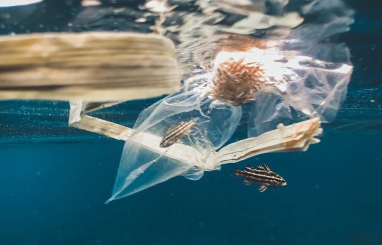 Le chanvre pour la lutte contre le plastique