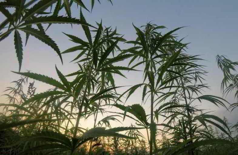 Hemp and CO2: a plant that safeguards the ozone layer