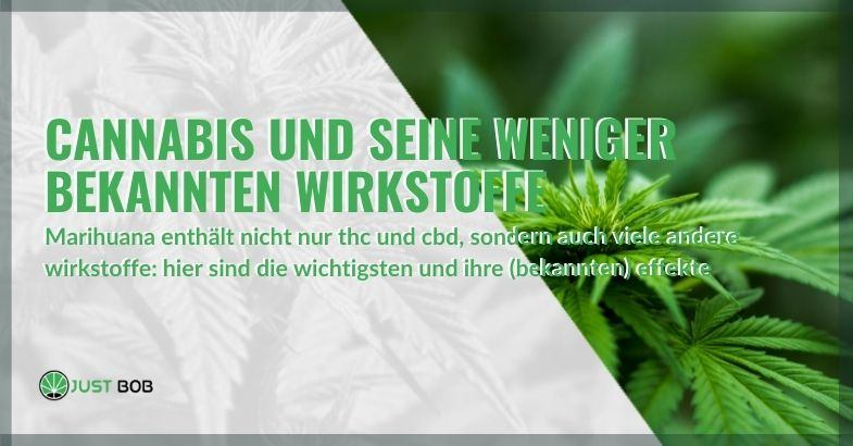 Cannabis und seine weniger bekannten Wirkstoffe