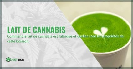 Comment le lait de cannabis est fabriqué