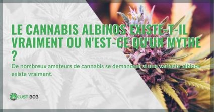 Le-cannabis-albinos-existe-t-il