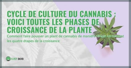 Le-cycle-de-croissance-de-la-plante-de-cannabis
