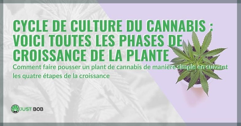 Le-cycle-de-croissance-de-la-plante-de-cannabis