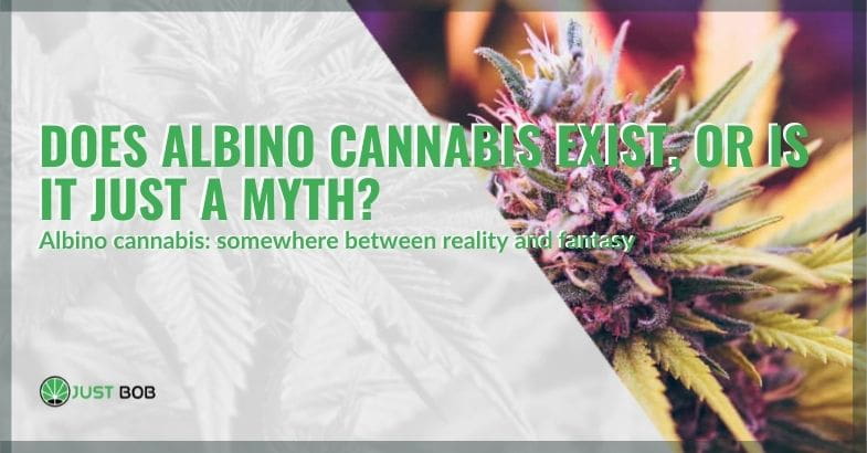 Does albino cannabis exist, or is it just a myth?