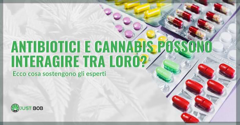 Antibiotici e cannabis possono interagire tra loro?