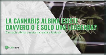 La cannabis albina esiste davvero o è solo una leggenda?