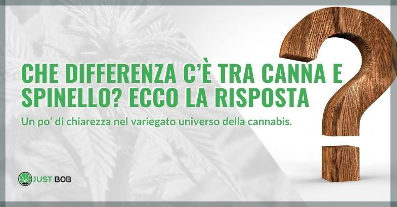 Che differenza c’è tra canna e spinello?