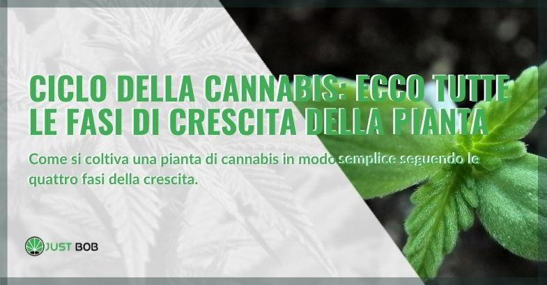 Crescita e ciclo del cannabis