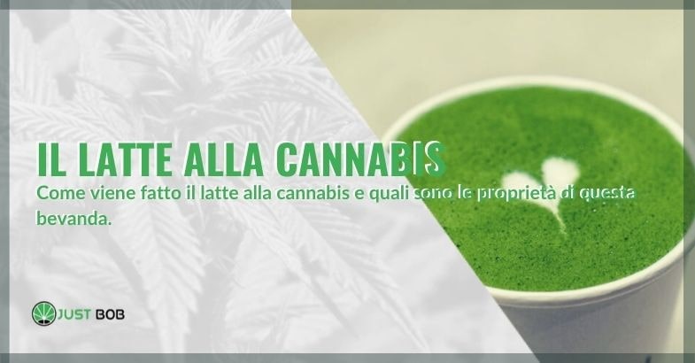 Come viene fatto il latte alla cannabis
