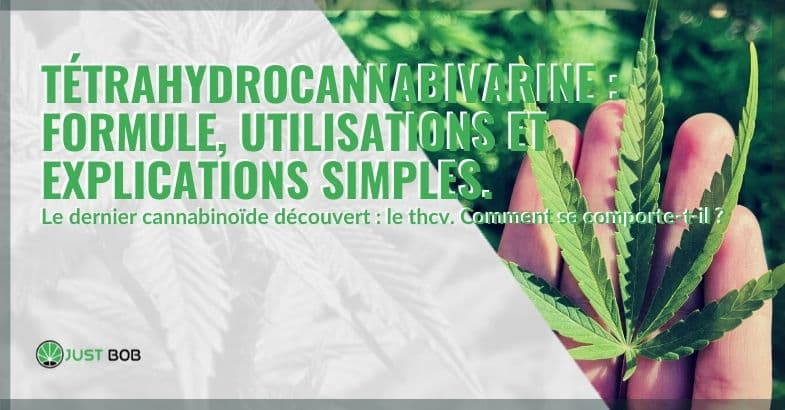 Tétrahydrocannabivarine: formule, utilisations et explications simples