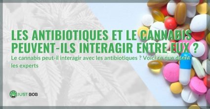 Les antibiotiques et le cannabis peuvent-ils interagir entre eux ?