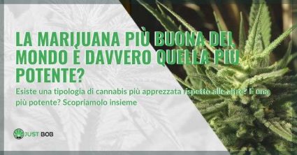 La marijuana più buona del mondo è davvero quella più potente?