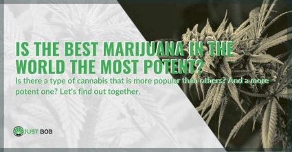 Is the best marijuana in the world the most potent?