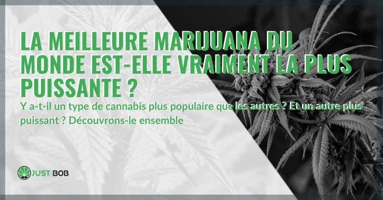 La meilleure marijuana du monde est-elle vraiment la plus puissante?