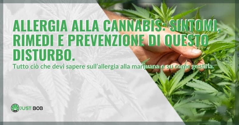 Allergia alla cannabis: sintomi, rimedi e prevenzione