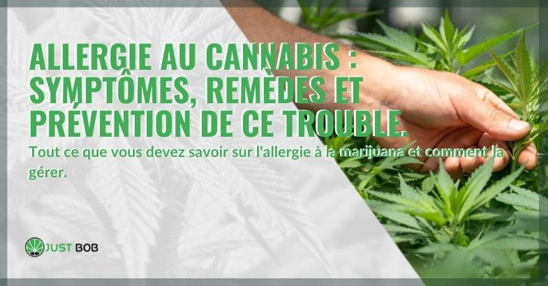 Allergie au cannabis: symptômes, remèdes et prévention