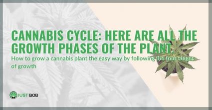 Cannabis cycle: here are all the growth phases of the plant
