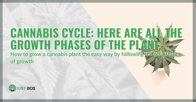 Cannabis cycle: here are all the growth phases of the plant