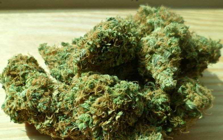 What is the best marijuana in the world?