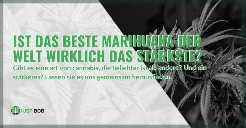 Ist das beste Marihuana der Welt wirklich das stärkste?