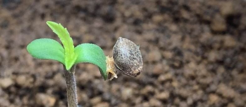 La germinazione del seme