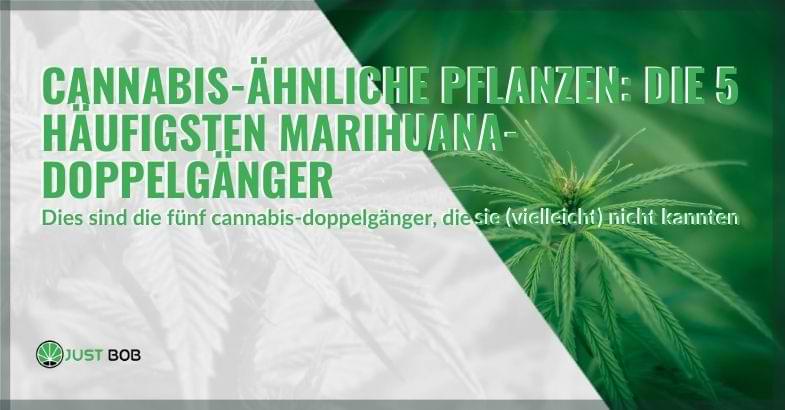 Cannabis-ähnliche Pflanzen: die 5 häufigsten Marihuana-Doppelgänger