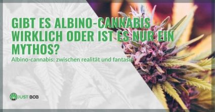 Gibt es Albino-Cannabis wirklich oder ist es nur ein Mythos?