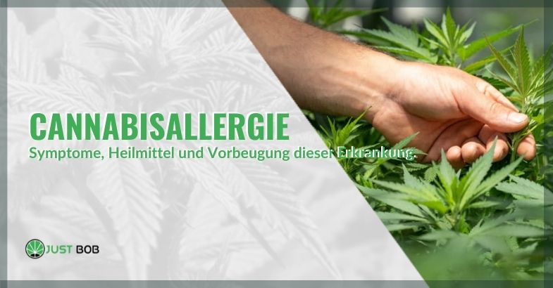 Cannabisallergie: Symptome, Heilmittel und Vorbeugung dieser Erkrankung.