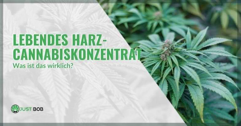 Lebendes Harz-Cannabiskonzentrat: Was ist das wirklich?