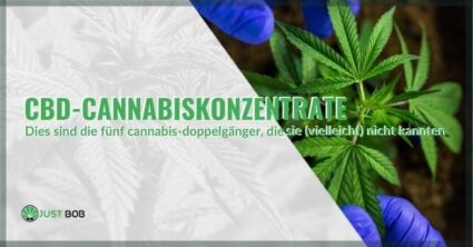 CBD-Cannabiskonzentrate: Was sie sind und welche Arten es auf dem Markt gibt