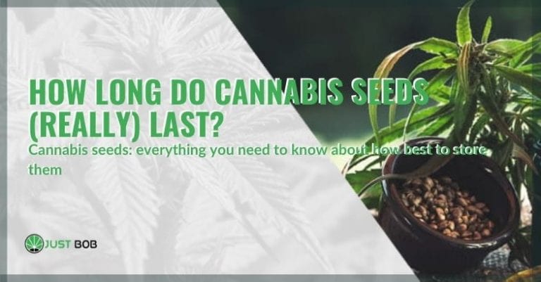 How long do cannabis seeds (really) last?
