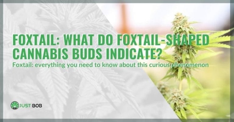 Foxtail: what do foxtail-shaped cannabis buds indicate?