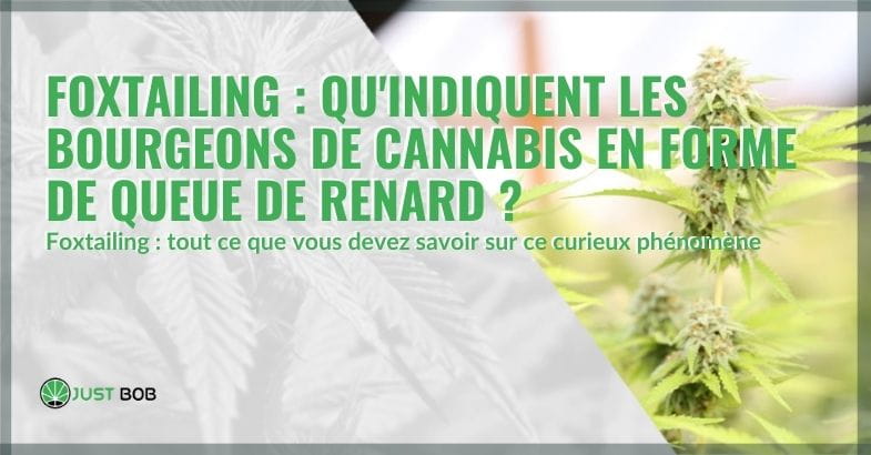 La fenaison dans le cannabis