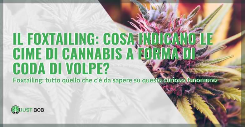 Il foxtailing: cosa indicano le cime di cannabis a forma di coda di volpe?