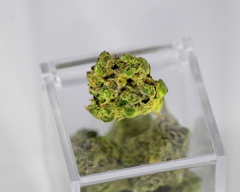 Qu’est-ce que le cannabis CBD?