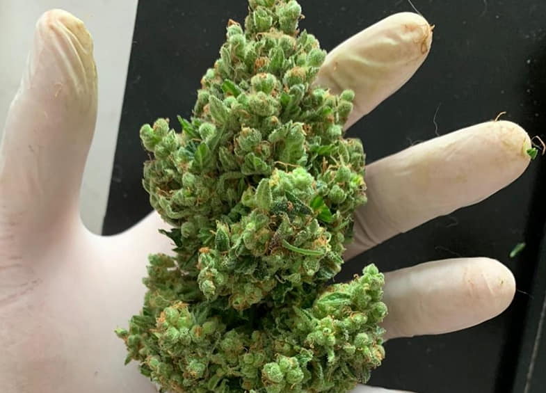 Cannabis-Lebendharz: Was ist das?
