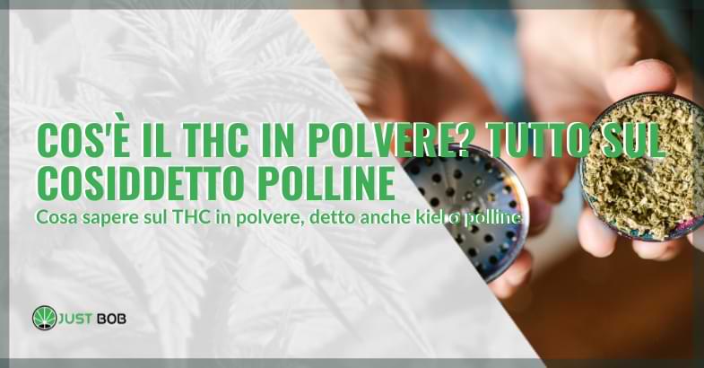 Cos’è il THC in polvere?