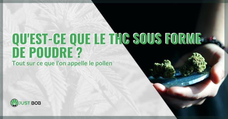 Qu’est-ce que le THC sous forme de poudre ?