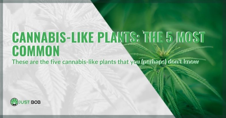 Cannabis-Like Plants: The 5 Most Common
