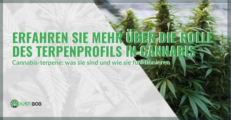 Erfahren Sie mehr über die Rolle des Terpenprofils in Cannabis