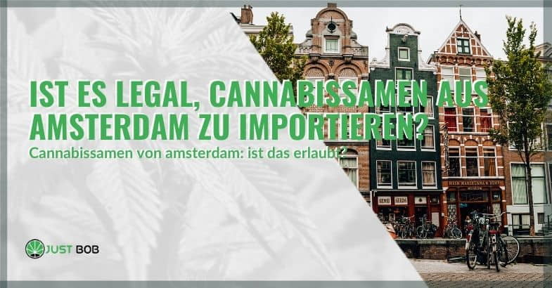 Cannabissamen aus Amsterdam zu importieren