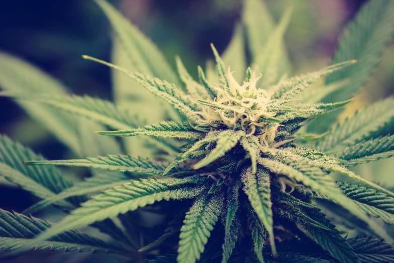 What is foxtailing in cannabis plants?