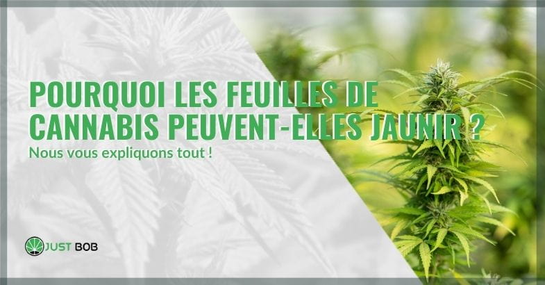 Pourquoi les feuilles de cannabis peuvent-elles jaunir ?